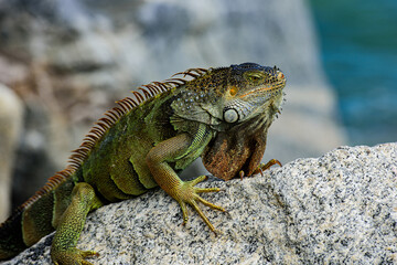 Iguana iguana, also known as the American iguana.