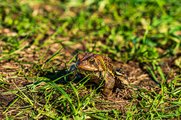 frog on the grass