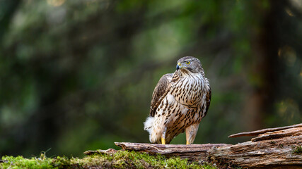 Northern goshawk (Accipiter gentilis) in forest, autumn light, green background