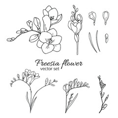 Freesia flower set - obrazy, fototapety, plakaty