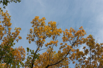autumn leaves against blue sky