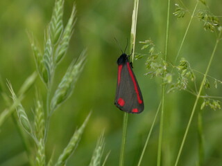 Cinnabar moth (Tyria jacobaeae) - black and red moth on the meadow, Gdansk
