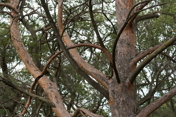 old alp pine tree in the park