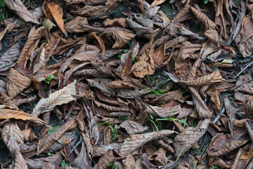close up of dried horse chestnut leaves
