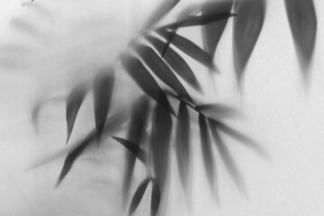 fog effect of blurred palm leaves silhouettes behind frosted glass with backlight  

