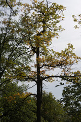 autumn tree in the park - overcast skies