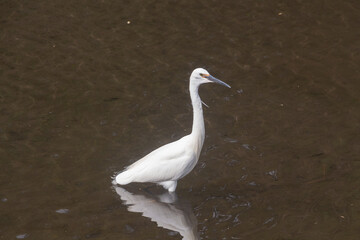 Little egret walking in a river