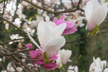 White and pink magnolia flowers in a garden