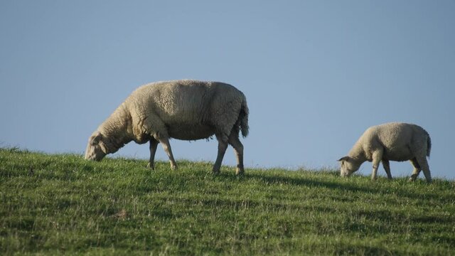 Mutter und Kind, Schafe beim weiden auf dem Deich