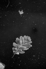 Obraz na płótnie Canvas black and white leaf
