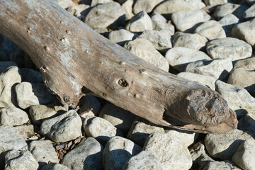 driftwood log on the beach