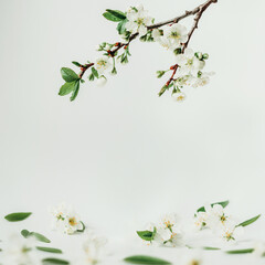 spring background, white flowers on a white background