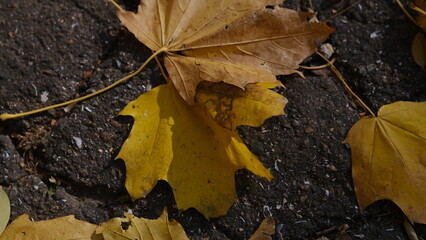 Yellow leefs on the asphalt in autumn