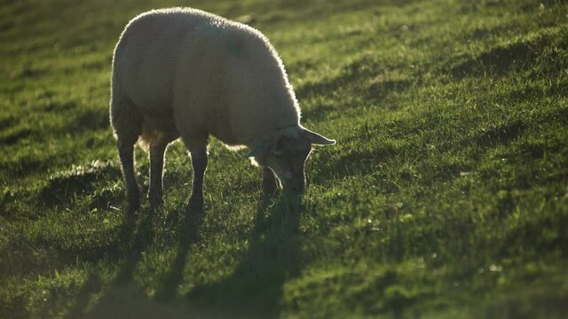 Schaf beim Weiden auf einer Wiese, Schafe im Hintergrund, im Gegenlicht der Abendsonne