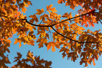 autumn leaves against blue sky