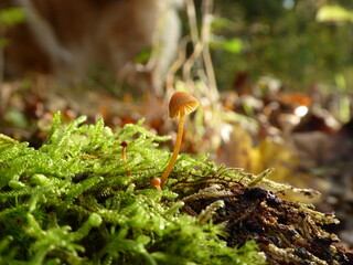mushroom in the forest