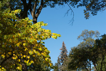 yellow tree in the park