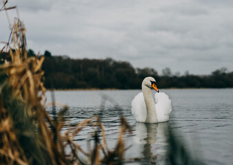 View of a beautiful swan in the lake