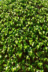 Fototapeta premium Green leaves background, weeping fig or benjamin fig (Ficus benjamina)
