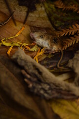 Dead mouse among autumn leaves, dead vole killed by cat.