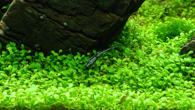 juvenile Sturisoma panamense, peaceful and helpful freshwater algae eater, active species clean plants covering bottom of iwagumi style planted aquarium