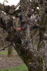 Old apple trees in orchard strongly cut without leaves in autumn, leafless branches in creepy old...