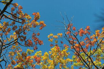 autumn leaves against blue sky
