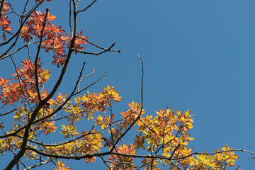 autumn oak tree against blue sky