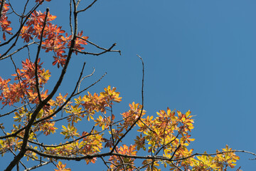 autumn oak tree against blue sky