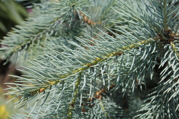 Branches of the blue Christmas tree, use for the background.	