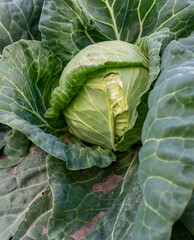Obraz premium head of young green cabbage close-up.