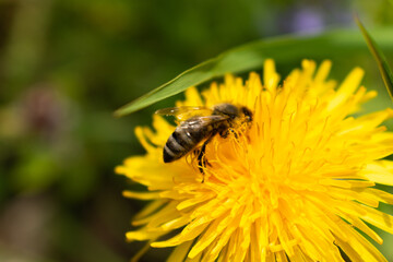 Appenzell, Switzerland, June 13, 2021 Busy bee on a yellow dandelion