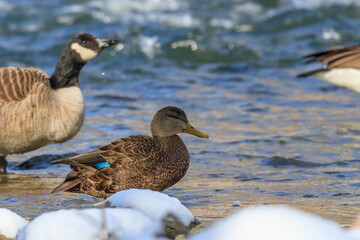 American black duck standing in the shallow water of a river in winter. 