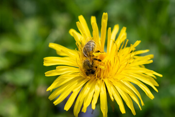 Appenzell, Switzerland, June 13, 2021 Busy bee on a yellow dandelion