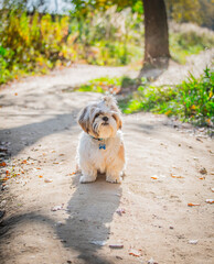 shih tzu dog sits on a path in an autumn forest