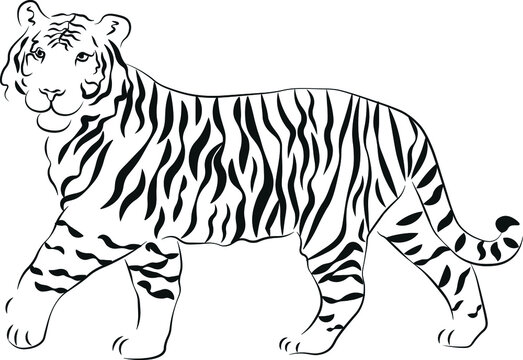 Tiger, hand drawn animal illustration. New year, logo, cards, print