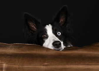 border collie dog