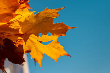 yellow maple leaf with cheerful face emoticon against blue sky on sunny day