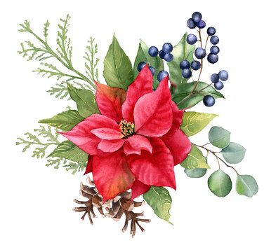Watercolor Christmas floral ilustration. Hand drawn winter  clipart isolated on white background. Poinsettia flower, eucalyptus branches, holly berries, cone, for holiday invitation, card design