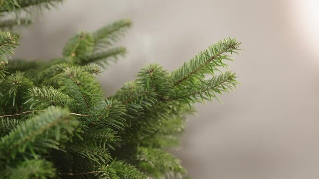 Slow motion man decorating green christmass tree dried oranges