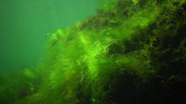 Photosynthesis in the sea, underwater landscape, fish  Atherina pontica. Green, red and brown algae on underwater rocks (Enteromorpha, Ulva, Ceramium, Polisiphonia). Gulf of Odessa, Black Sea
