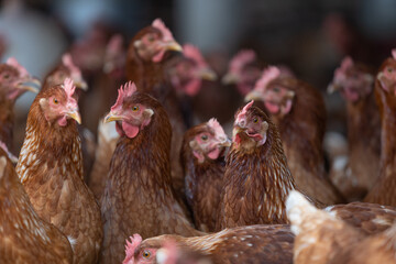 galinhas, frangos, hen