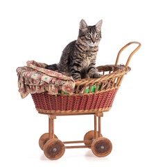 Fototapeta na wymiar Cute gray tabby kitten in a doll baby carriage
