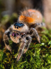 Close up portrait of Tarantula spider. Big hairy Arachnida on green moss.