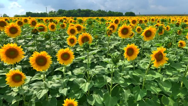 sunflowers on field on a sunny day Selective focus. Flowers under blue sky. Sunflower oil production. Landscape nature background. Place for text. Sunflower cultivation at sunrise. Beautiful of bloom