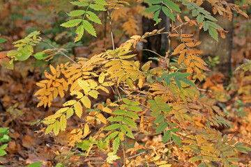 Autumn forest