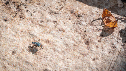 Macro view of one fly resting on stone ground.