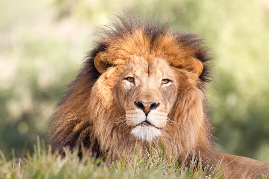 male lion in the grass