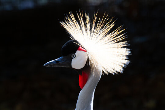 grey crowned crane
