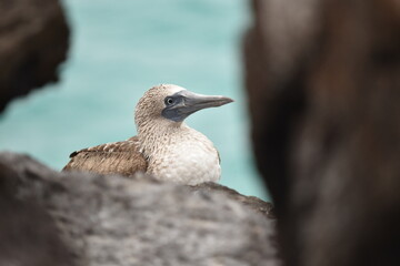 blue footed booby